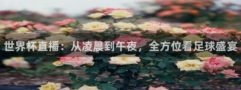 2026年世界杯：世界杯直播：从凌晨到午夜，全方位看足球盛宴